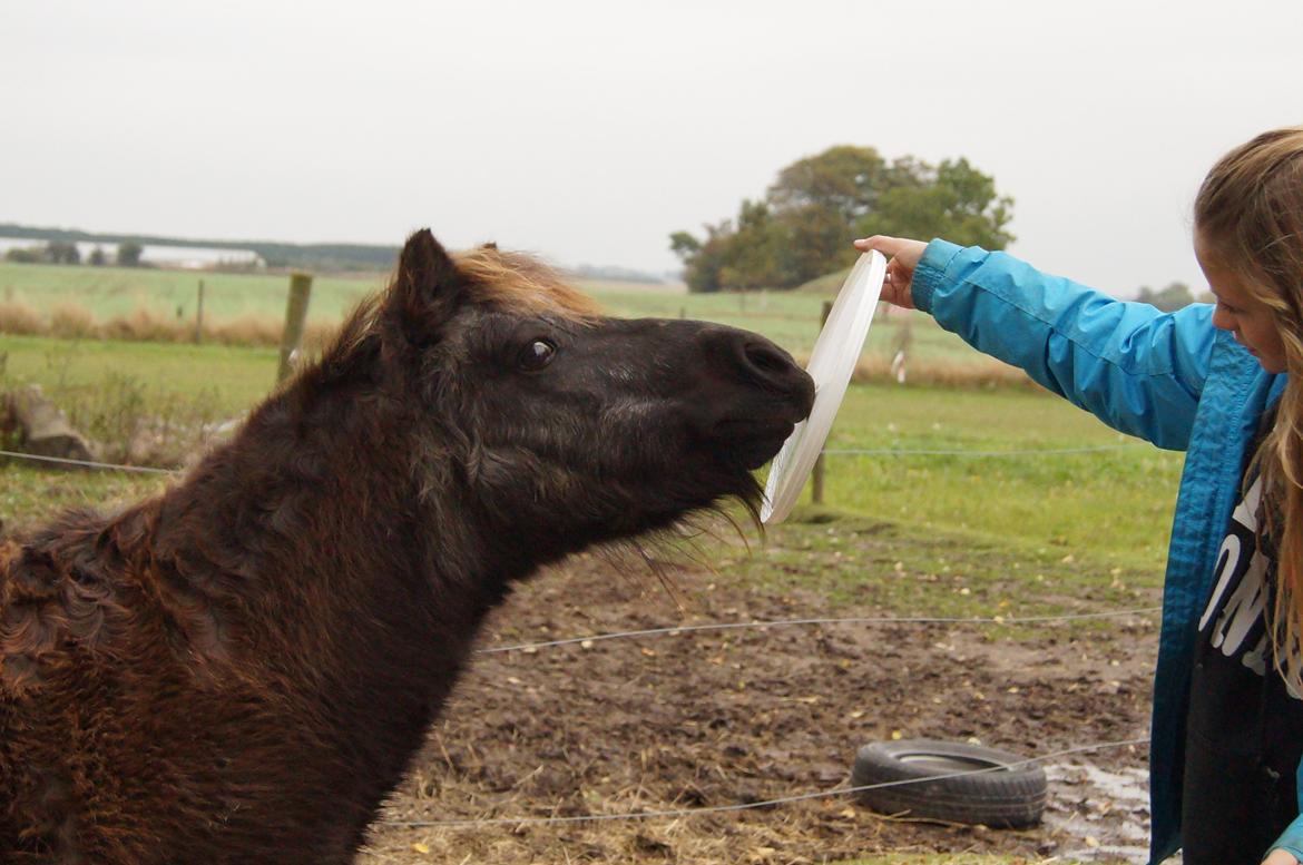 Shetlænder Ravnsagergaards Musse (Mulle) <3 - Træning:-) Hun er så dygtig!<3 billede 11