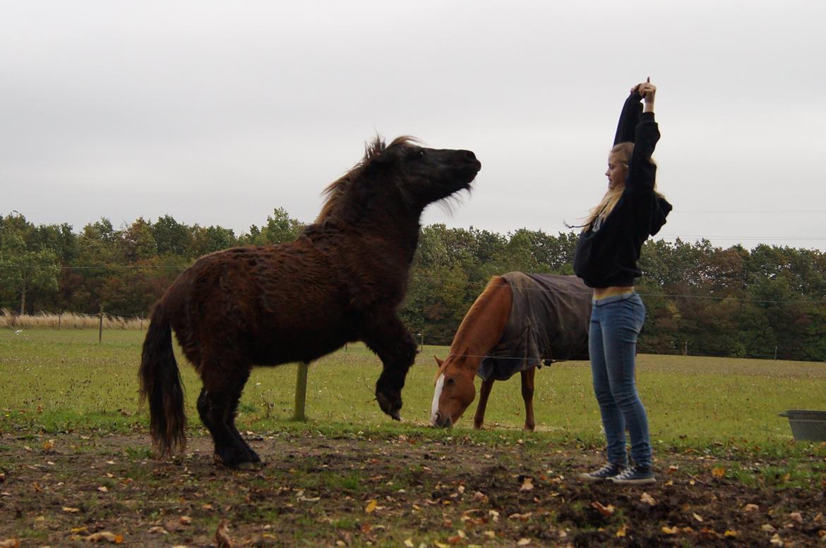 Shetlænder Ravnsagergaards Musse (Mulle) <3 - Stejl:-) Jeg ved godt man kan se min mave, men Mulle er lækker<3 billede 5