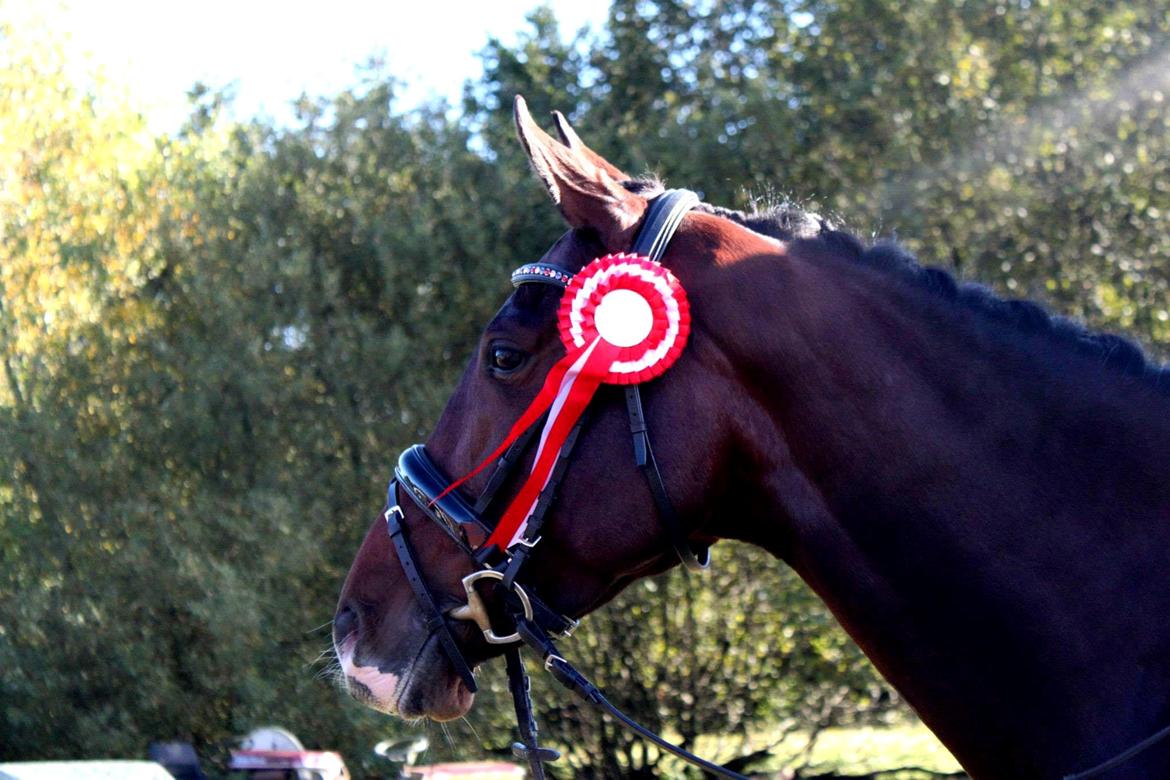 Oldenborg ROSENGÅRDENS CALIOPI - LB3 Malling - september 2012. billede 5