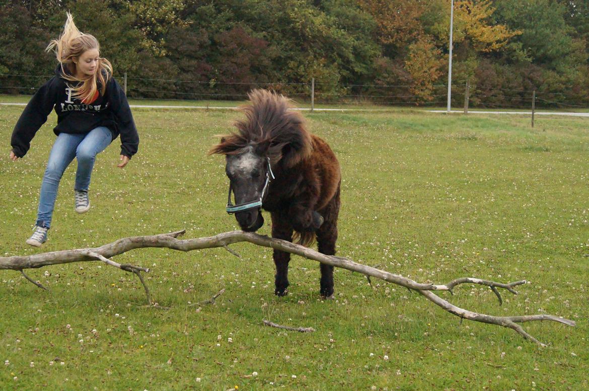 Shetlænder Ravnsagergaards Musse (Mulle) <3 - Spring!:-D billede 4