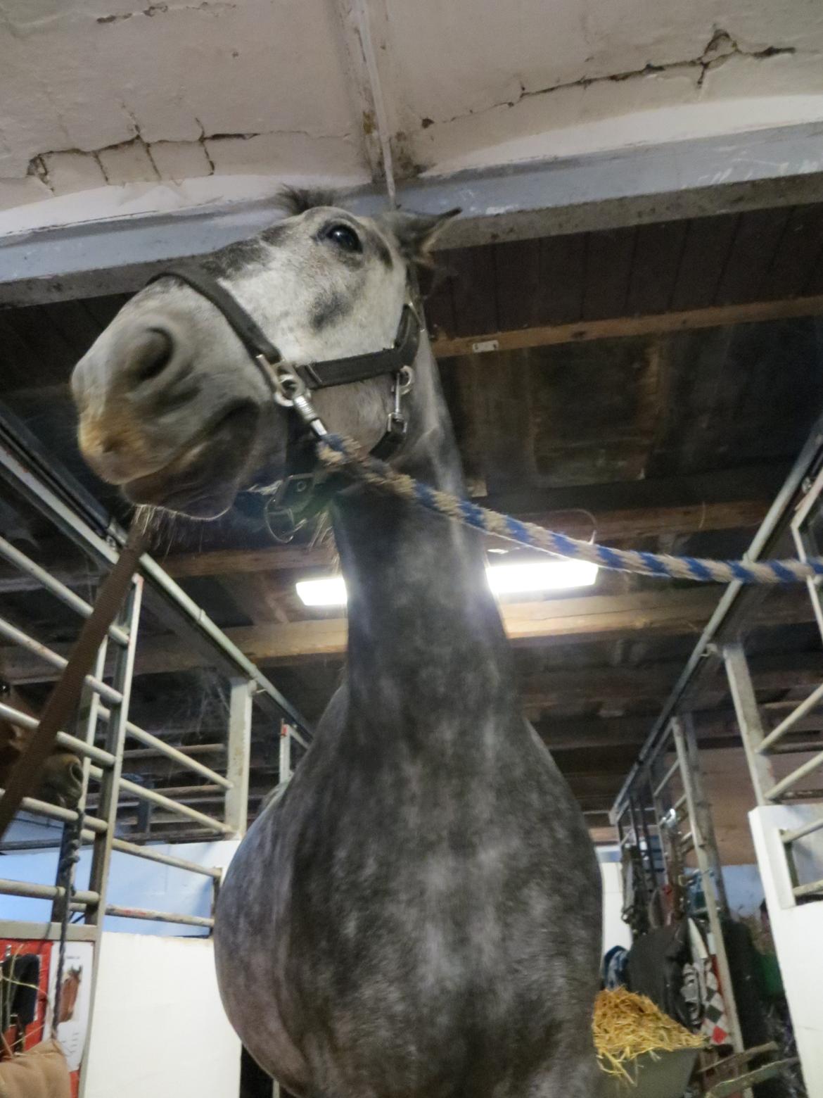 DSP Leonardo billede 2