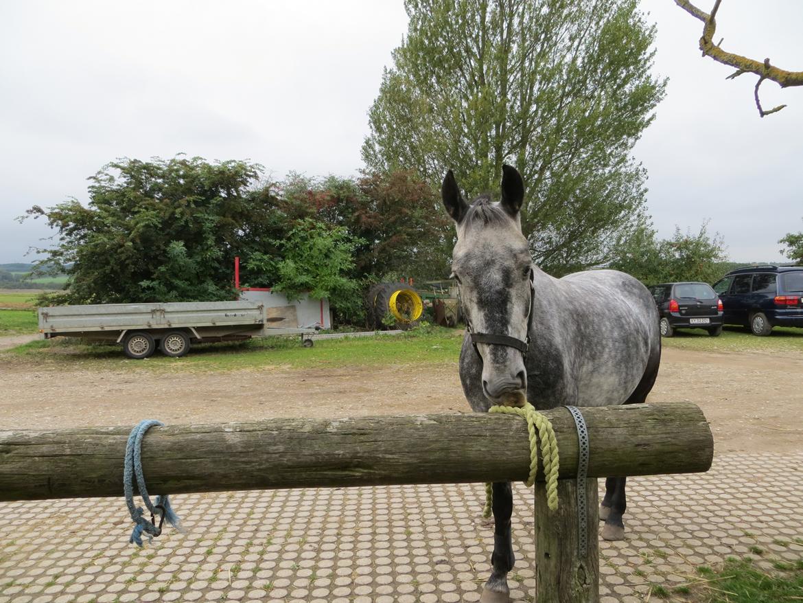 DSP Leonardo billede 3