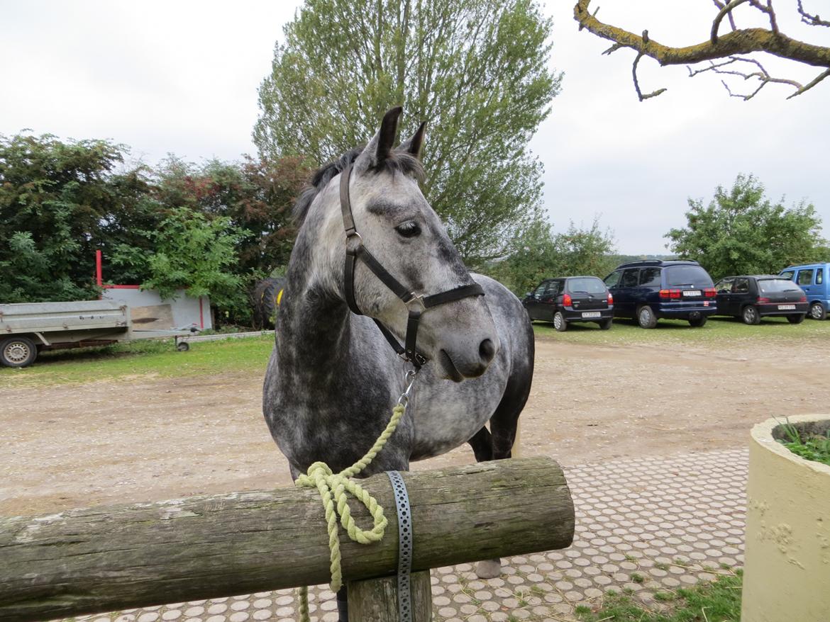 DSP Leonardo billede 4