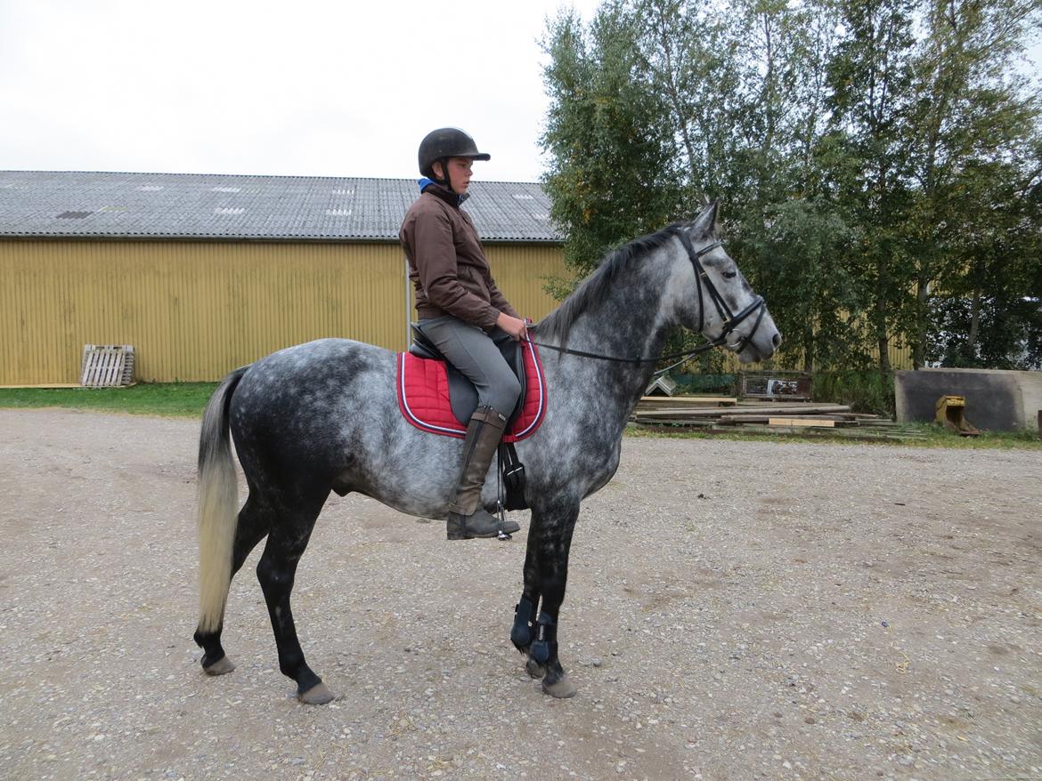 DSP Leonardo billede 5