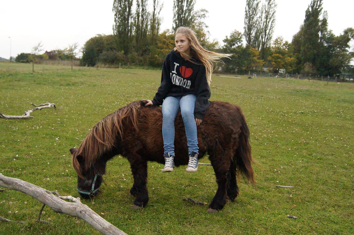 Shetlænder Ravnsagergaards Musse (Mulle) <3 - Hygge på folden:-) billede 2