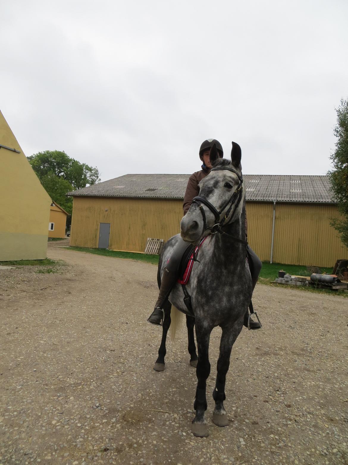 DSP Leonardo billede 6