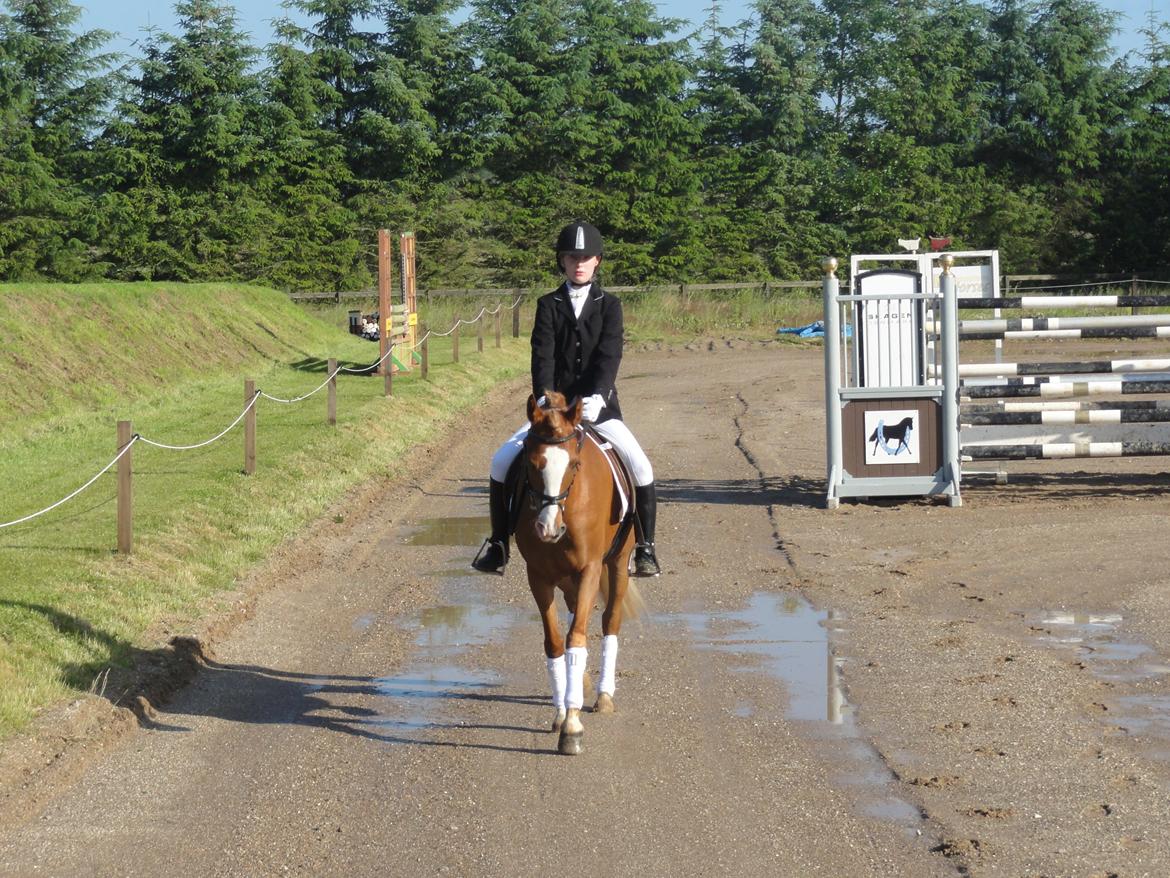 Hollandsk Sportspony Current billede 3