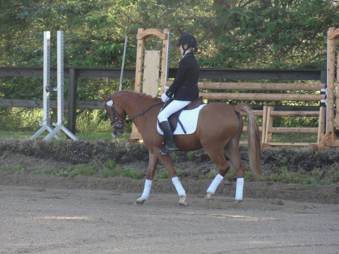 Hollandsk Sportspony Current billede 4