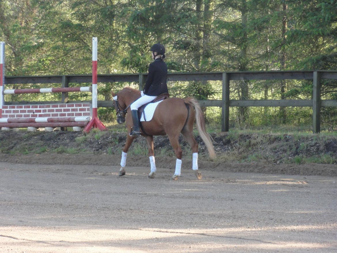 Hollandsk Sportspony Current billede 5