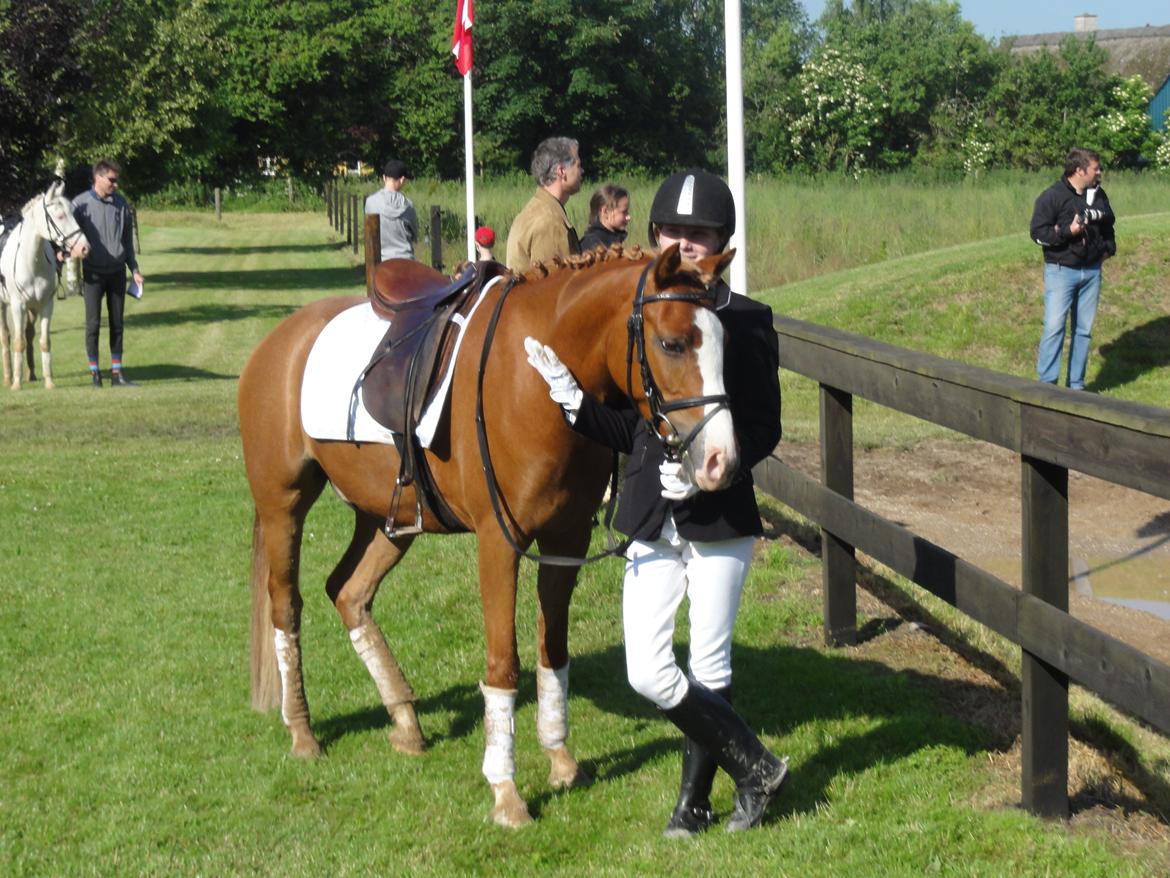 Hollandsk Sportspony Current billede 6