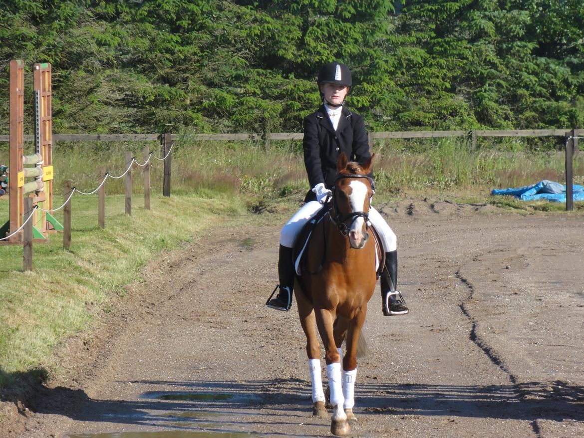 Hollandsk Sportspony Current billede 7