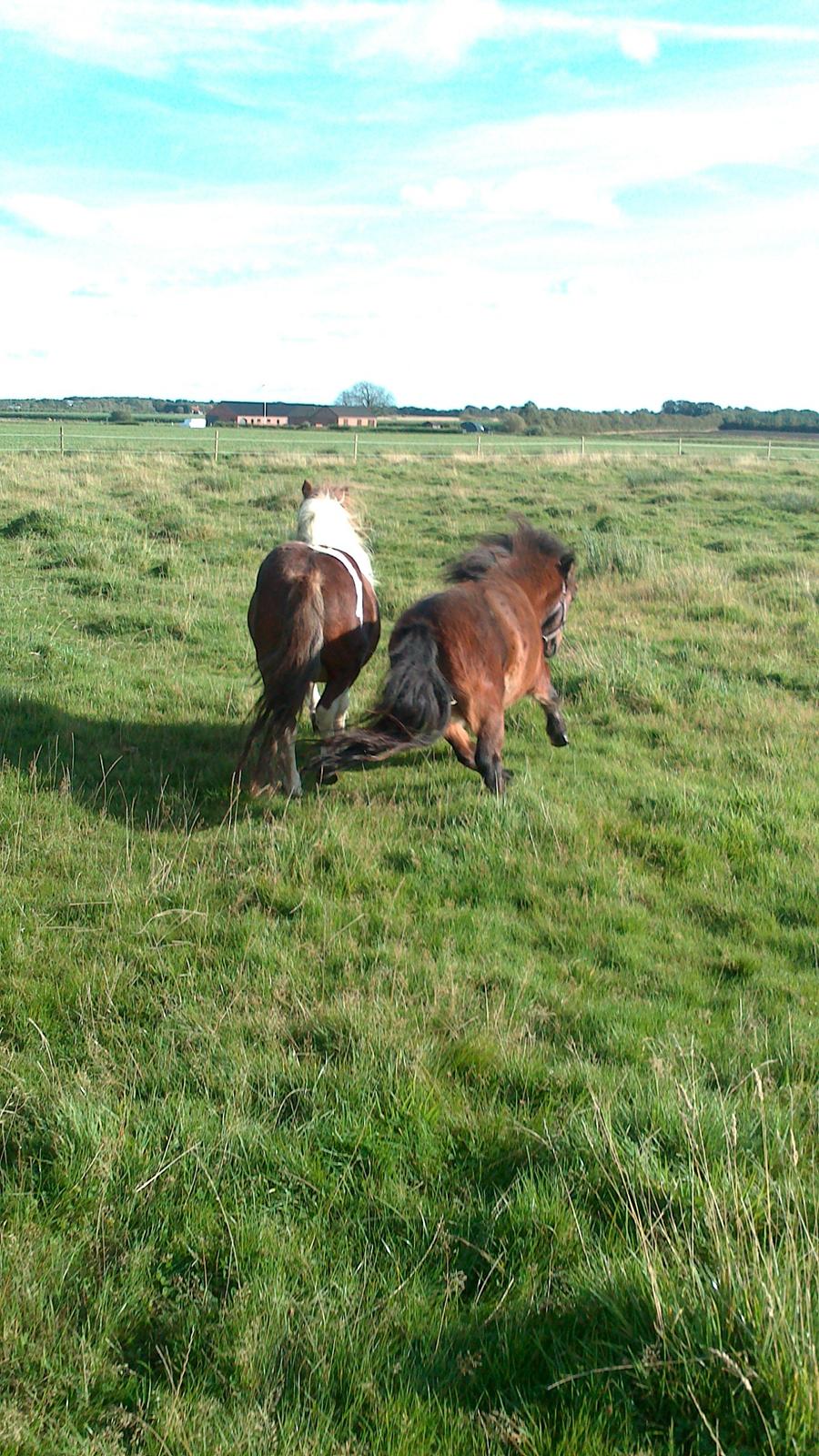 Shetlænder Malou (Marabou) billede 9