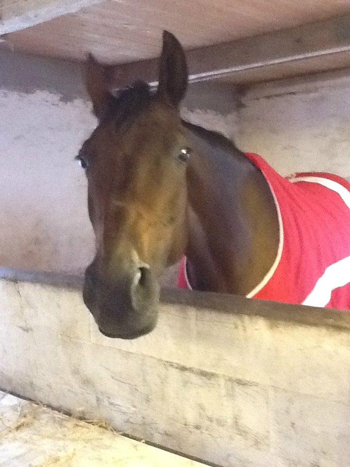 Dansk Varmblod - Fairline billede 13