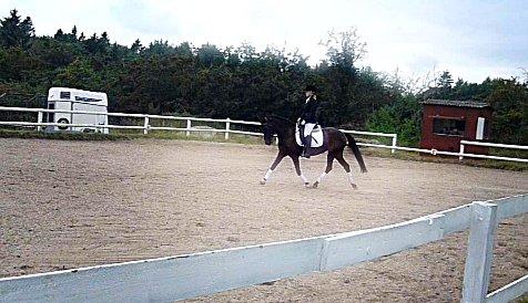 Anden særlig race Lundgaards Mulan SOLGT - Dressurmullen <3. billede 6