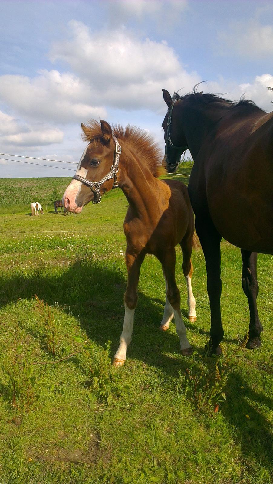 Welsh Partbred (Sec F) Struntze's Wanna' Play R.I.P - Smuksakken i sommersolen 5/7 12 billede 17