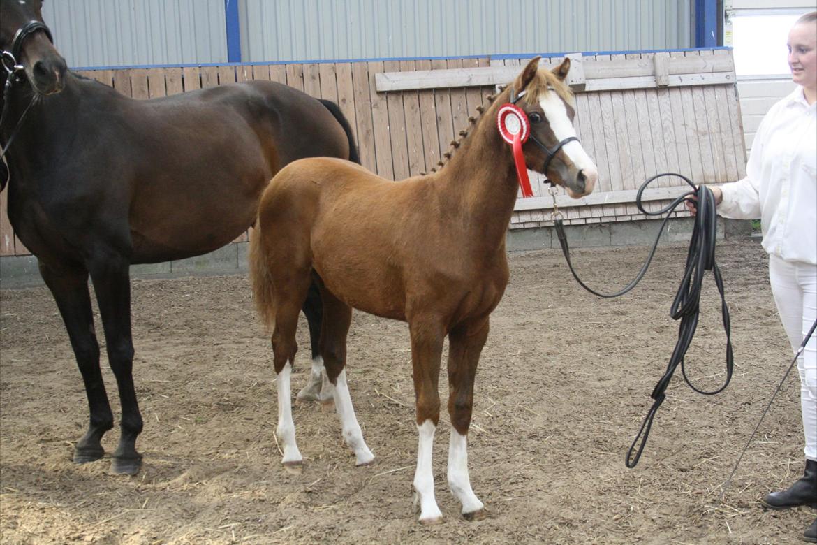 Welsh Partbred (Sec F) Struntze's Wanna' Play R.I.P - Følskue 15/9 12 Den smukke pige er flot i rød :) billede 19