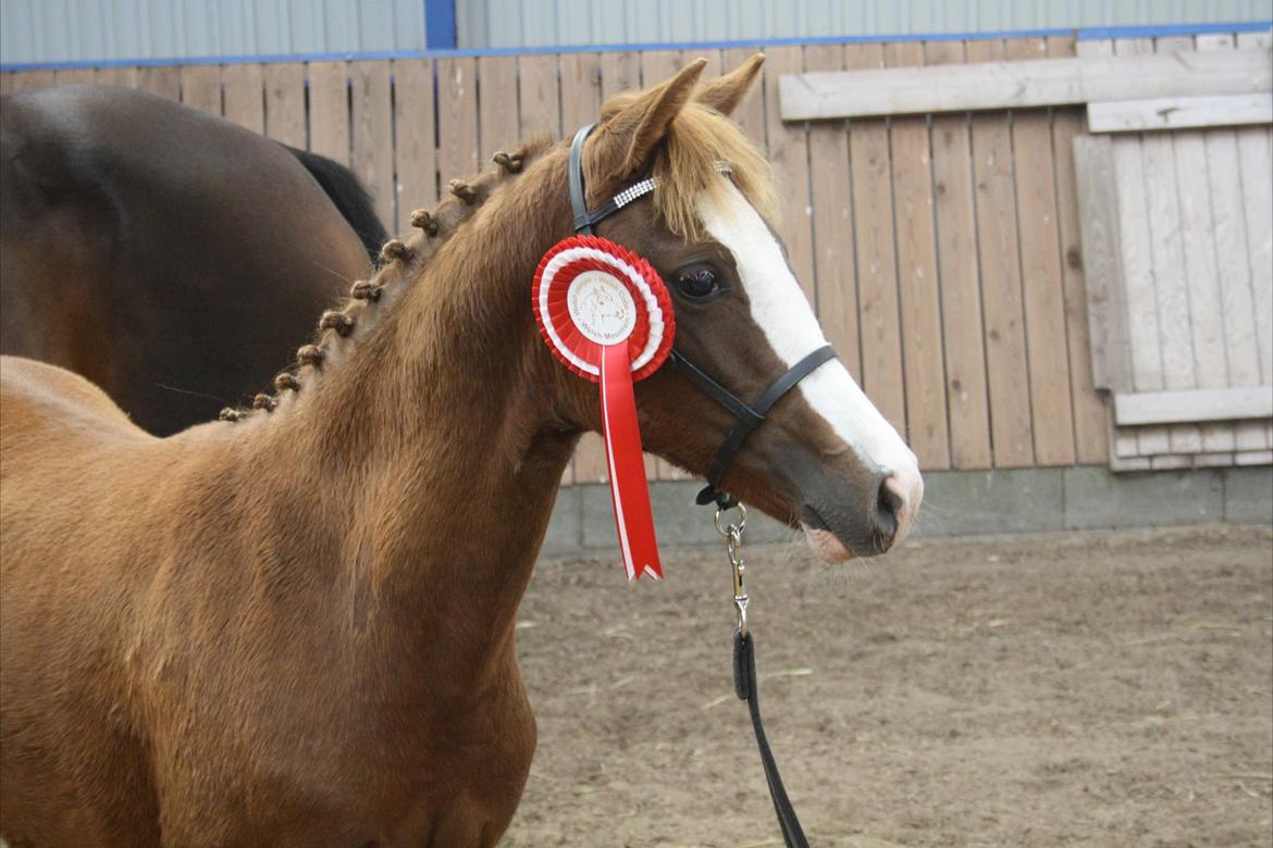 Welsh Partbred (Sec F) Struntze's Wanna' Play R.I.P - 15/9 12 Min prinsesse i rødt, lækker lille dame :) billede 7