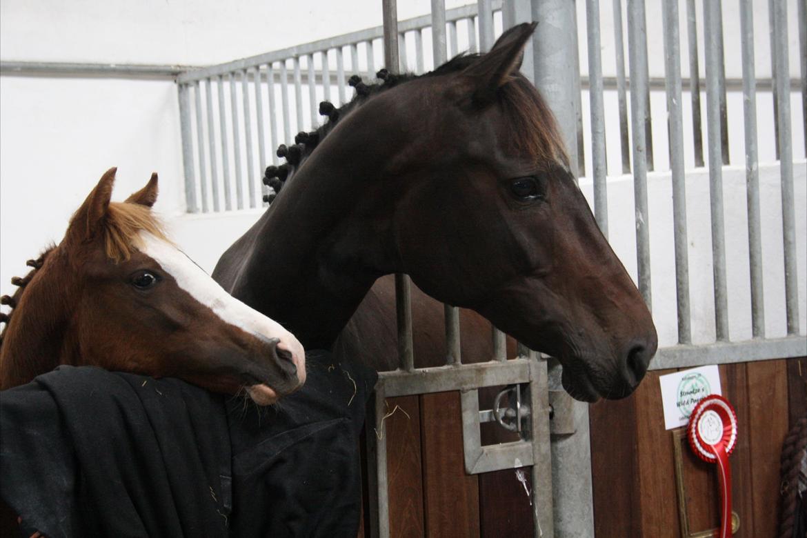 Welsh Partbred (Sec F) Struntze's Wanna' Play R.I.P - Mine lækre piger, mor & datter tænker "Hvad laver i derude.? " billede 21