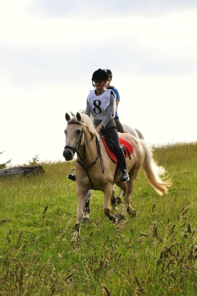 Palomino Bailey<3 - I tykt og tyndt følges vi ad. <3 billede 10