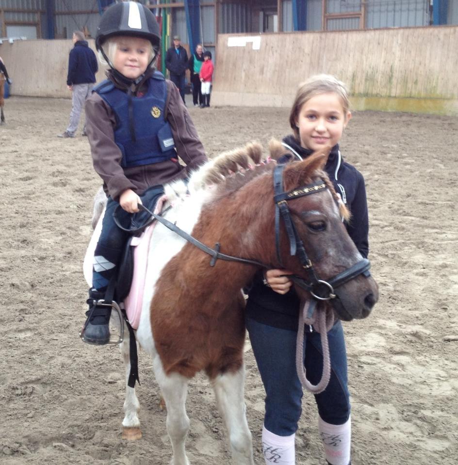 Shetlænder sassy - til stævne i bramming billede 9