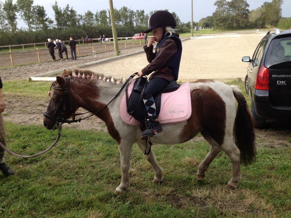 Shetlænder sassy - stævne billede 10