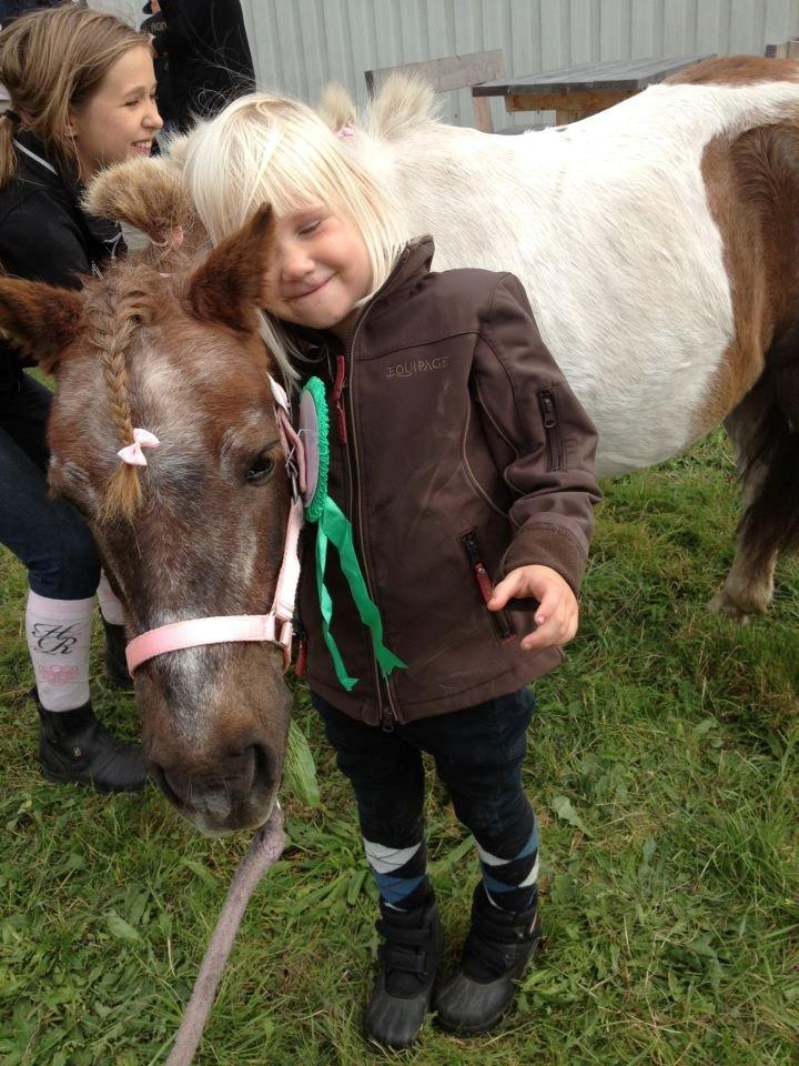 Shetlænder sassy - manja elsker bare sassy billede 11