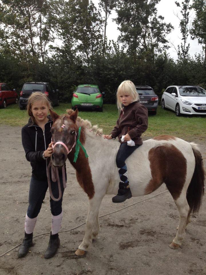 Shetlænder sassy billede 12