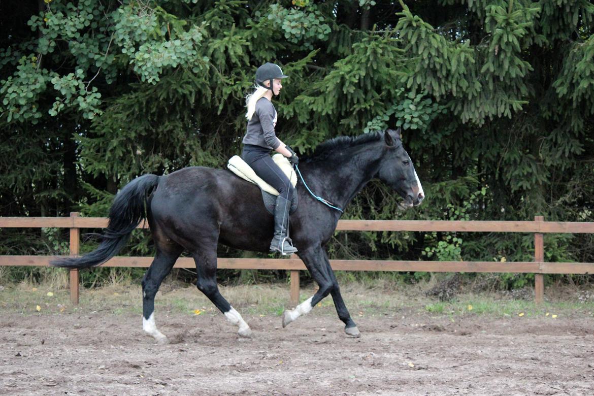 Dansk Varmblod Melissa - viljen til at ville, giver evnen til at kunne - d. 1 oktober 2012 billede 7