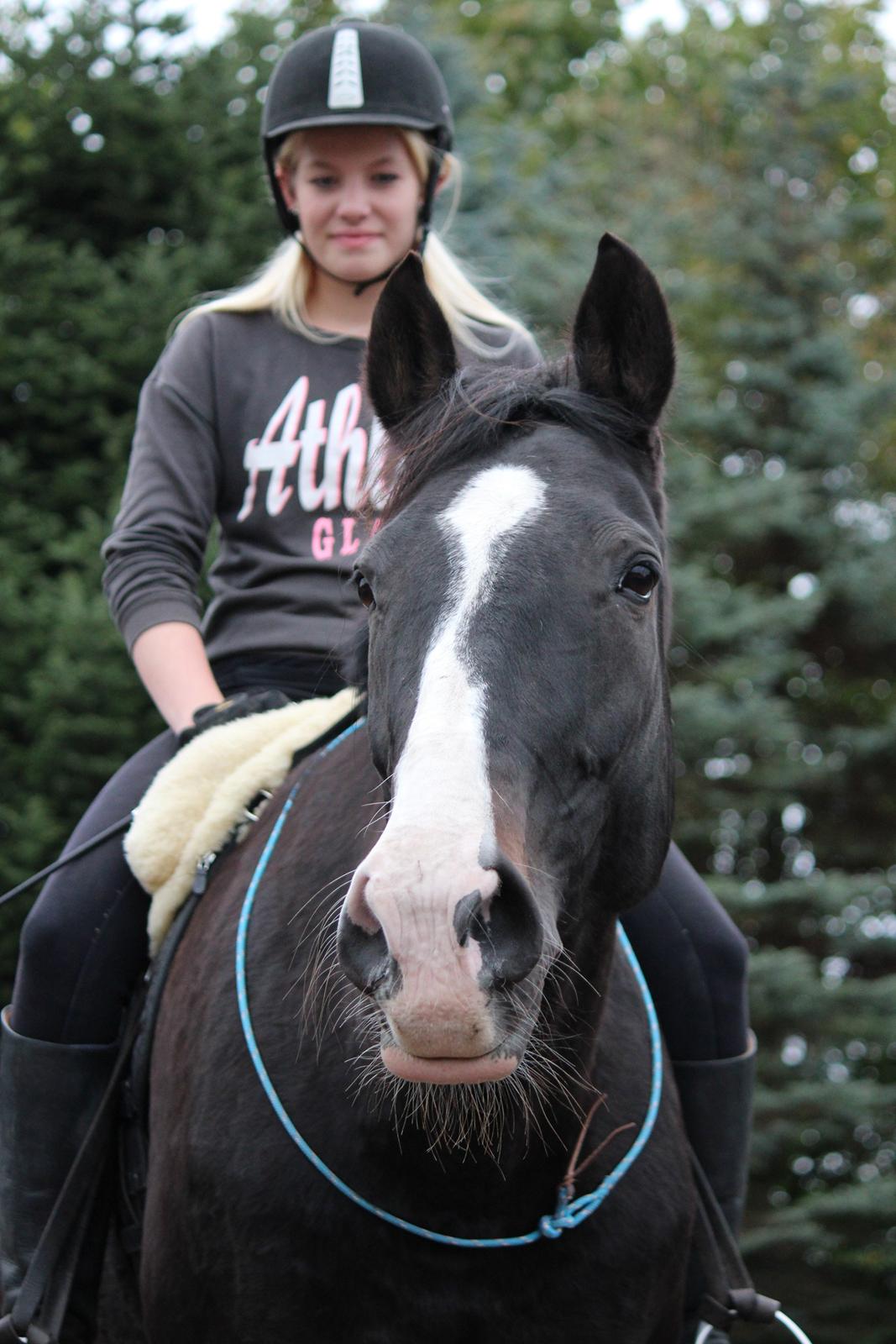 Dansk Varmblod Melissa - I trust you - d. 1 oktober 2012 billede 18