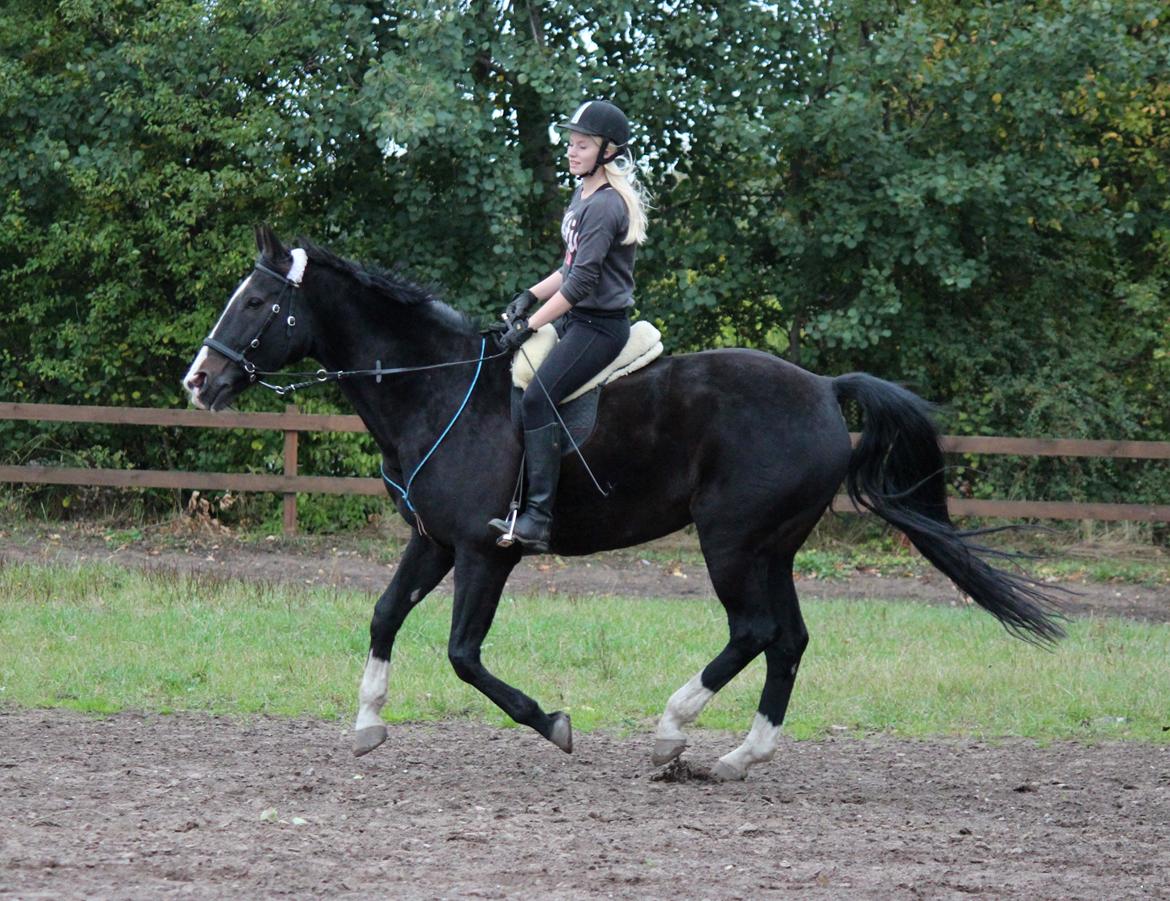 Dansk Varmblod Melissa - "when life gives you a 100 reasons to cry, show life you have 1000 reasons to smile" you give me 1000 reasons to smile! - d. 1 oktober 2012 billede 10