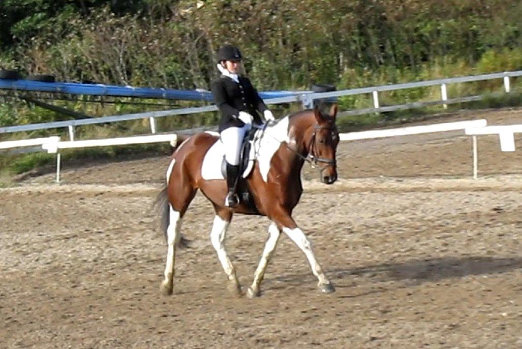 Anden særlig race Hoelgaards Yacardi Tess - D.30-09-2012 første udestævne. Indridning til LB1, han var så fin! (undskyld kvaliteten det er taget ud fra film) billede 14