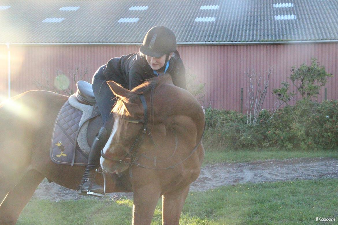 Anden særlig race Lions billede 1