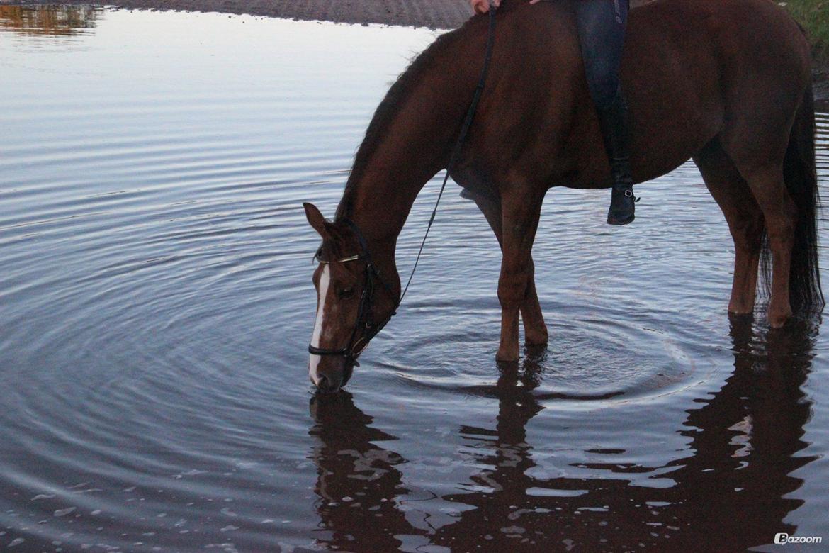 Anden særlig race Lions billede 3