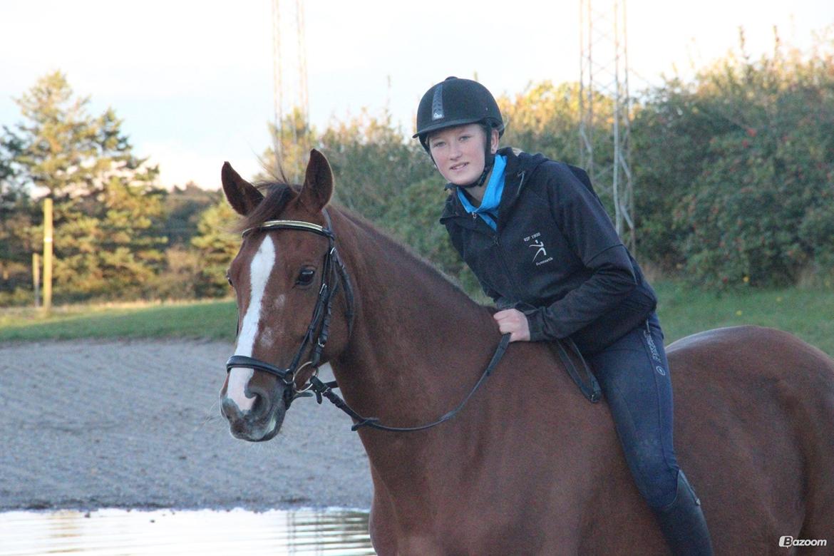 Anden særlig race Lions billede 4