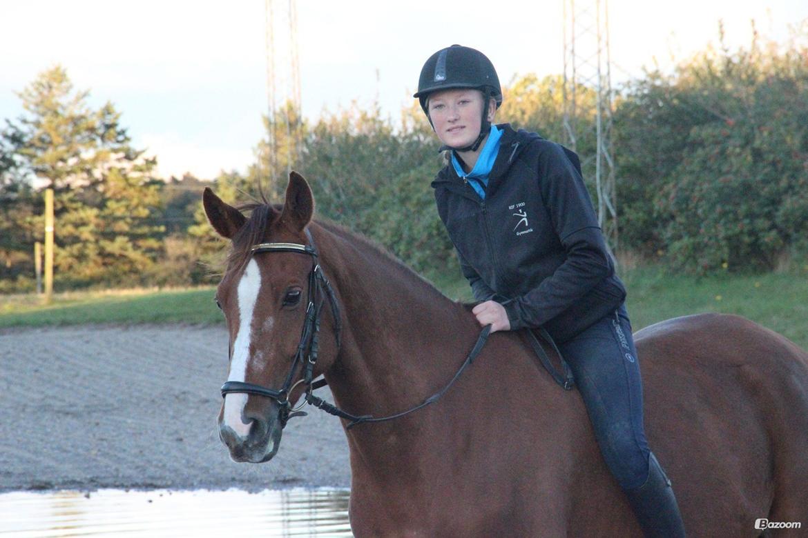 Anden særlig race Lions billede 5