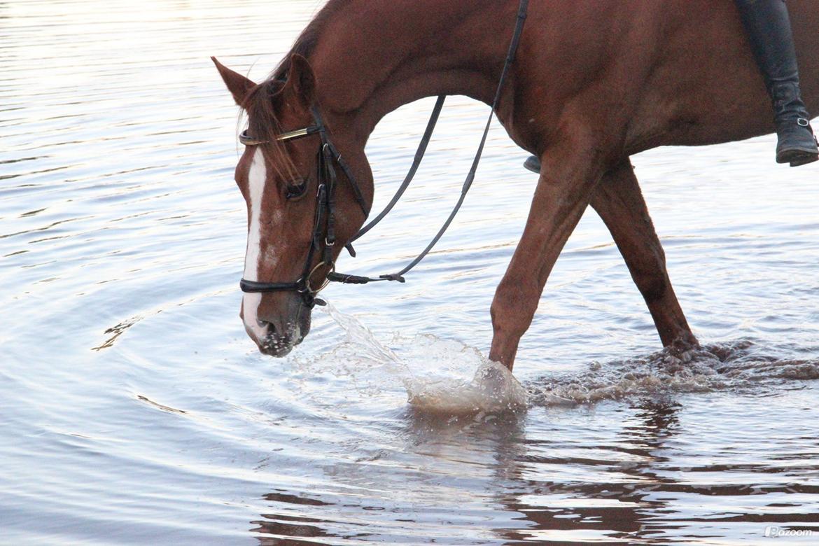 Anden særlig race Lions billede 7