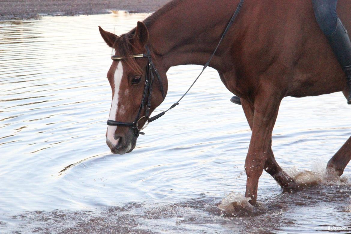 Anden særlig race Lions billede 8