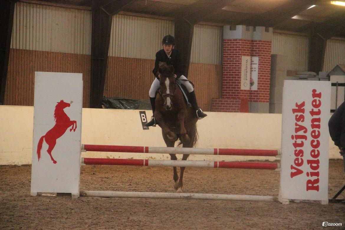 Anden særlig race Lions billede 9