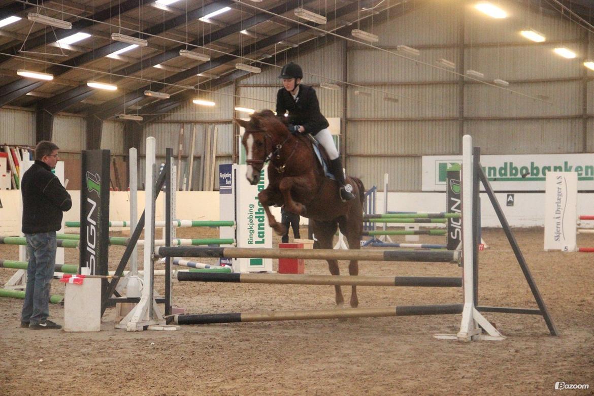 Anden særlig race Lions billede 11