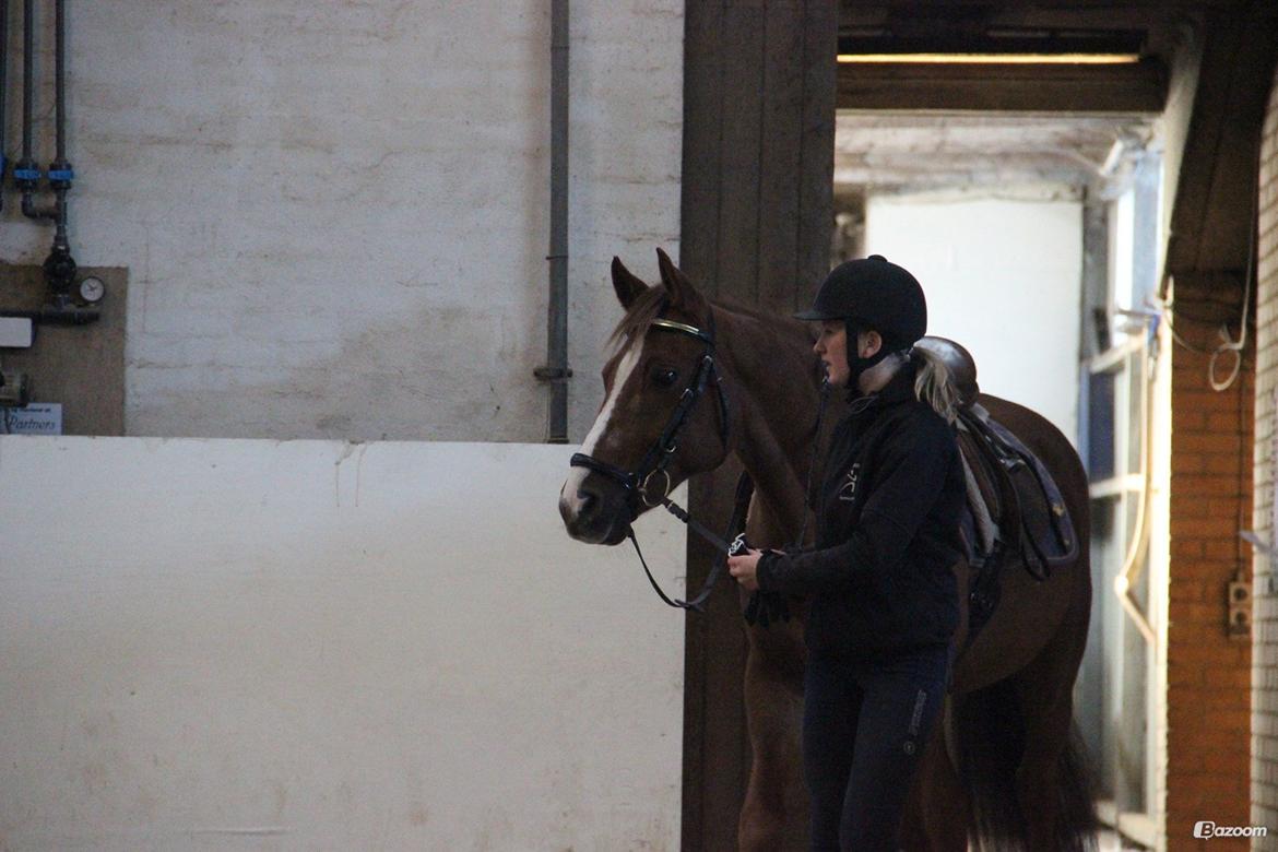 Anden særlig race Lions billede 12