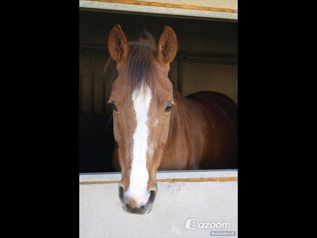 Anden særlig race Lions billede 13