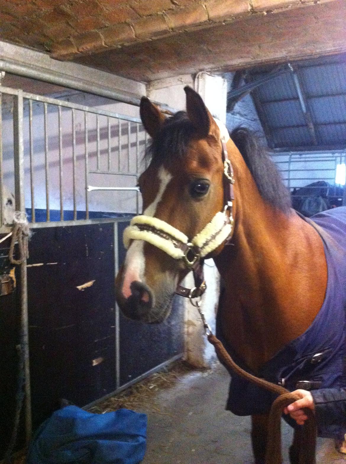 New Forest Fuglekildes Macoy billede 6