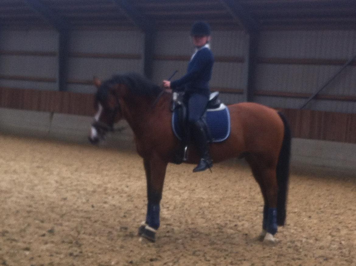 New Forest Fuglekildes Macoy billede 8