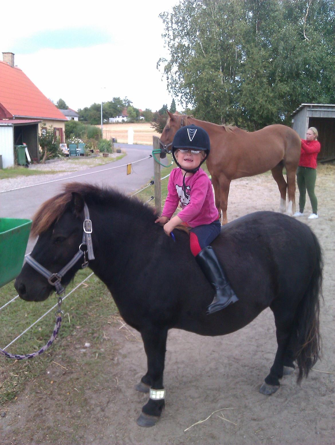 Shetlænder Zilverflame - Klara med sin nye hjelm på. billede 19