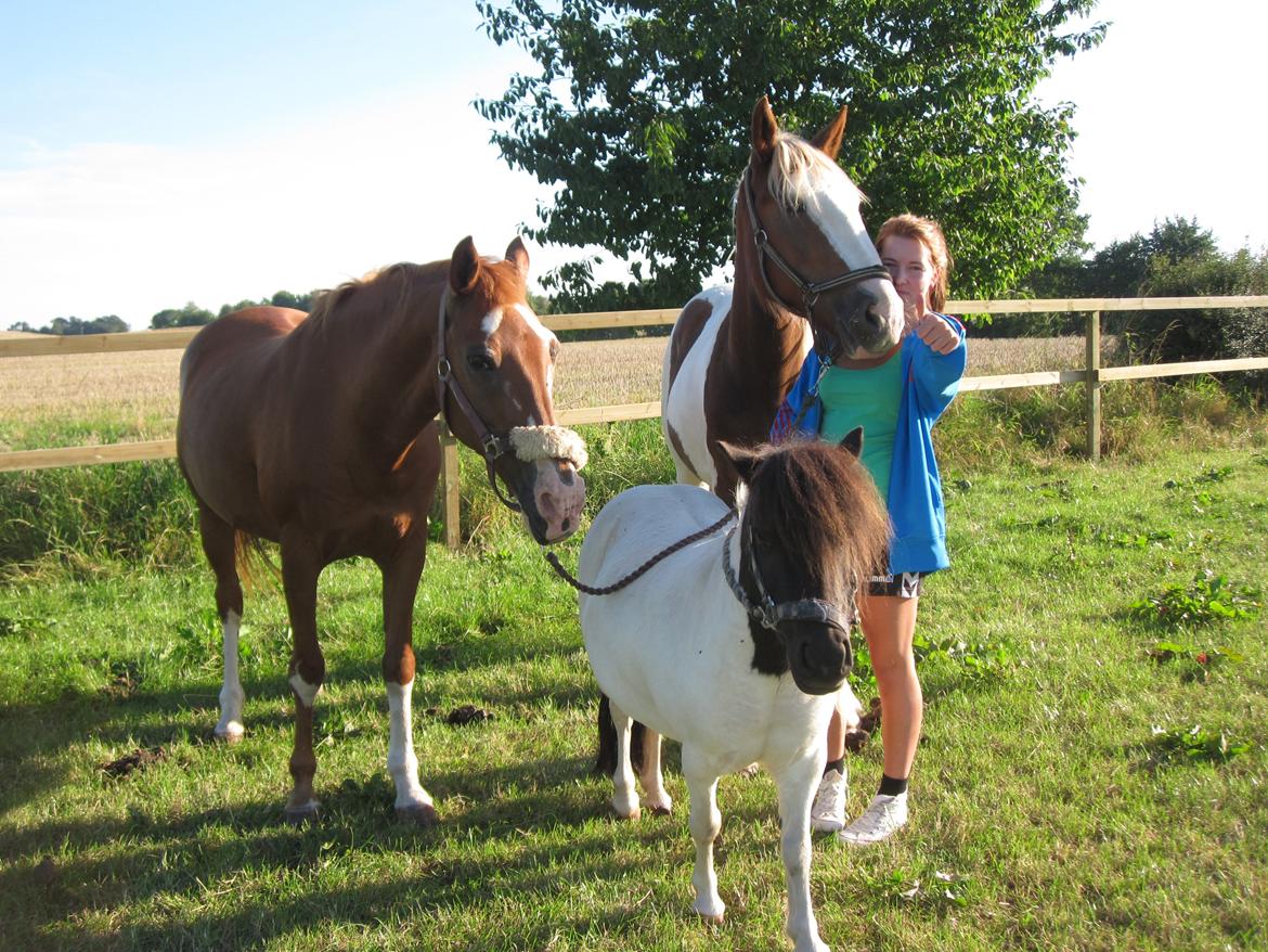 Shetlænder Mette billede 17