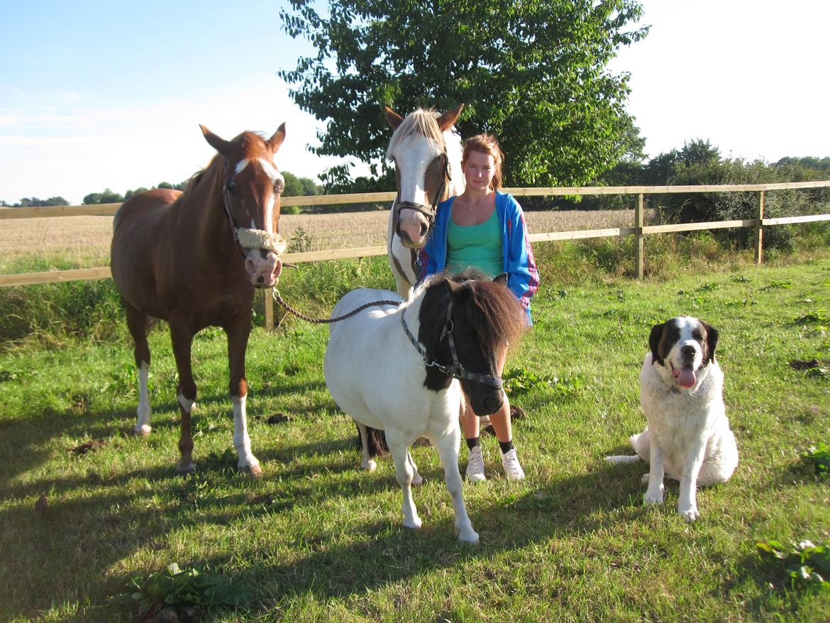 Shetlænder Mette billede 3