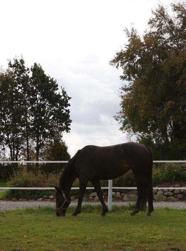 Hannoveraner Chanel " Gummibolden" - There's a truth in your eyes saying you'll never leave me billede 8