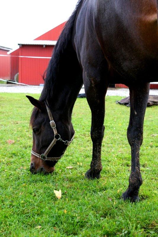 Hannoveraner Chanel " Gummibolden" billede 17