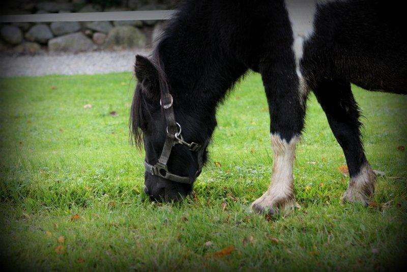 Shetlænder Ghost *Grynte* <3 billede 15