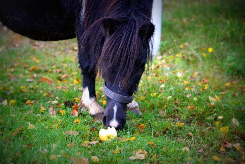 Shetlænder Ghost *Grynte* <3 - Totalt mit Y-billede <3 Såå cute den bette Grynte <3 billede 16